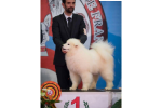 Meilleur Puppy Paris Dog Show 2018